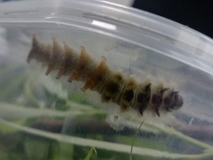 Gastropacha populifolia