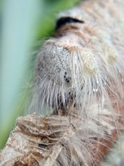 Gastropacha populifolia