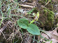 Chiloglottis valida