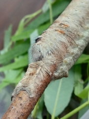 Gastropacha populifolia