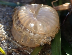 Harenactis attenuata