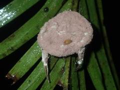 Purpureocillium