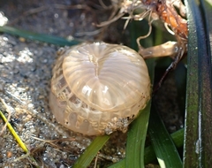 Harenactis attenuata