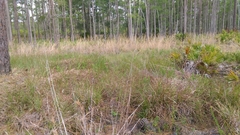 Schizachyrium stoloniferum