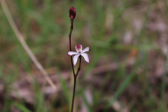 Caladenia moschata