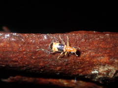 Lemidia