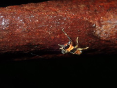 Lemidia