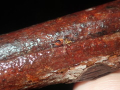 Lemidia
