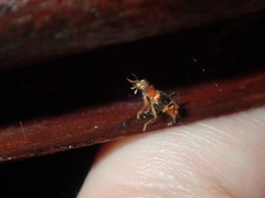 Lemidia