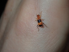Lemidia