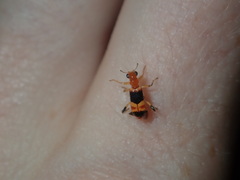 Lemidia