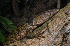 Varanus dumerilii