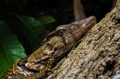 Varanus dumerilii
