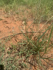 Schmidtia pappophoroides
