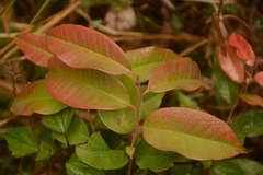 Chrysophyllum cainito