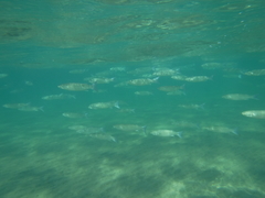 Crenimugil crenilabis