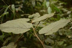 Actinidia setosa