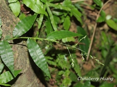 Ichnanthus pallens