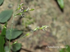 Ichnanthus pallens