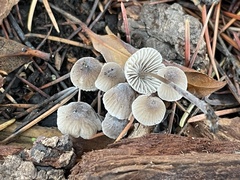 Mycena leptocephala