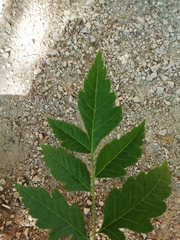 Koelreuteria paniculata