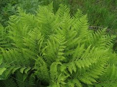 Athyrium sinense