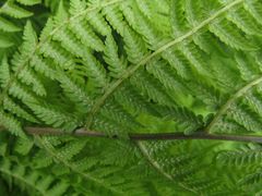 Athyrium sinense