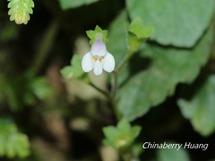 Mazus goodenifolius