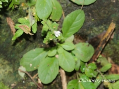 Mazus goodenifolius