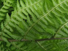 Athyrium sinense