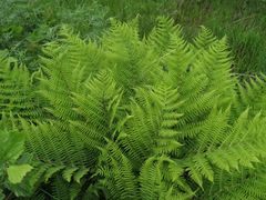 Athyrium sinense