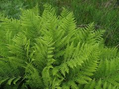 Athyrium sinense