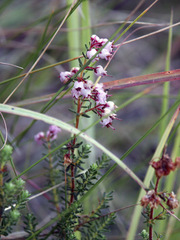Erica aestiva
