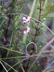 Erica aestiva