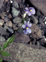 Nemesia caerulea