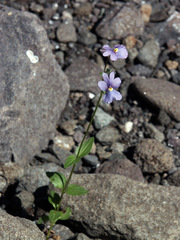 Nemesia caerulea