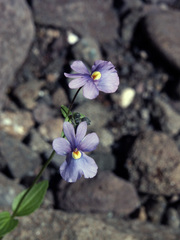 Nemesia caerulea