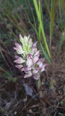 Anacamptis coriophora