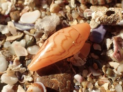 Amoria hunteri