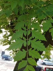 Koelreuteria paniculata