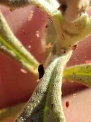 Tetranychus cinnabarinus