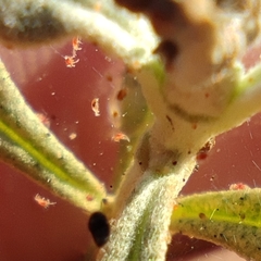 Tetranychus cinnabarinus