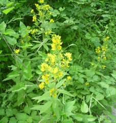 Lysimachia verticillaris