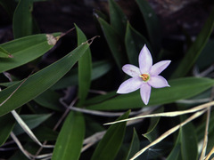 Xerophyta elegans