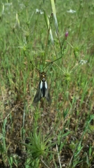 Libelloides coccajus