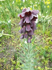 Fritillaria persica