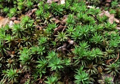 Dawsonia longiseta