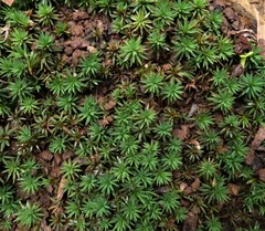 Dawsonia longiseta