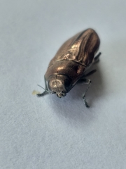 Aristosoma suturalis