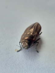 Aristosoma suturalis